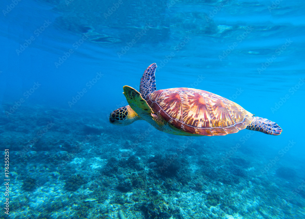 Obraz premium Sea turtle swims in sea water. Olive green sea turtle closeup. Life of tropical coral reef.