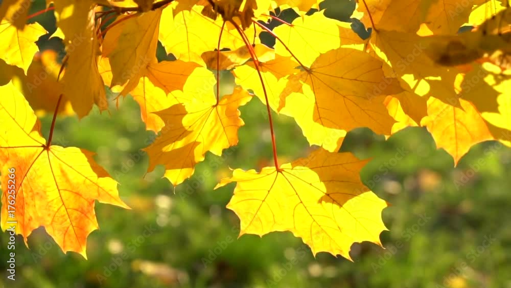 Autumn maple leaves swaying in the wind with sun shining through them. Slow motion shot. Autumn maple leaves swaying in the wind with sun shining through them. Slow motion shot.