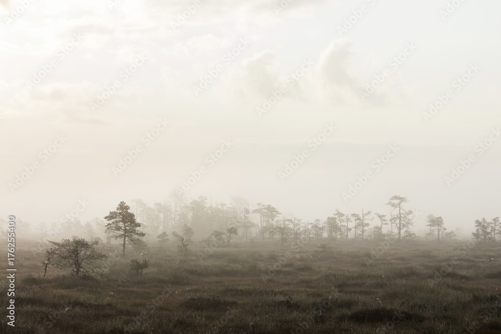 The sun Latvia.Dunikas swamp and mist rises The sun Latvia.Dunikas swamp and mist rises