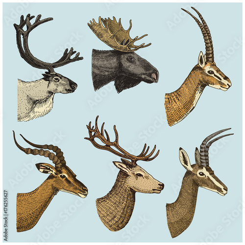 set of Horn, antlers Animals moose or elk with impala, gazelle and greater kudu, fallow deer reindeer and stag, doe or roe deer, axis and dibatag hand drawn, engraved