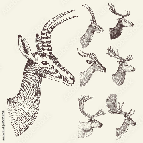 set of Horn, antlers Animals moose or elk with impala, gazelle and greater kudu, fallow deer reindeer and stag, doe or roe deer, axis and dibatag hand drawn, engraved