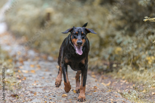 schöner Doberman Hund rennt im Wald