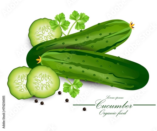 Cucumber realistic Vector. Organic detailed vegetable backgrounds