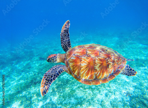 Fotografia Sea turtle swims in sea water