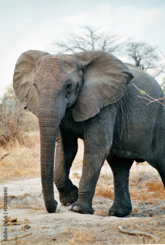 Fototapeta premium il est gros l'éléphant