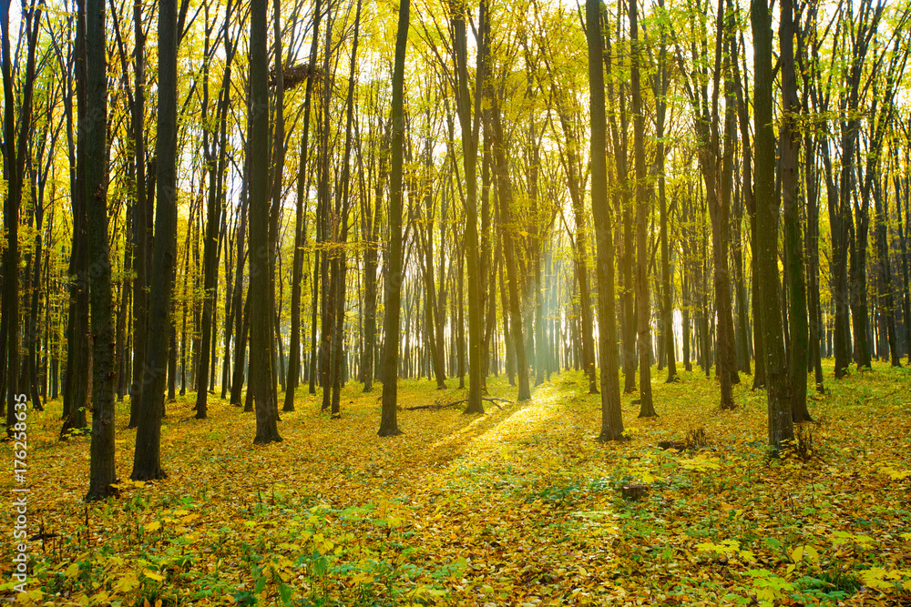 Obraz premium Golden autumnal forest with sunbeams