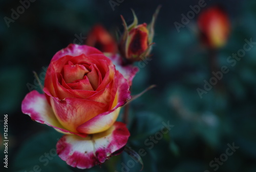 Wallpaper Mural red rose on a blue background Torontodigital.ca