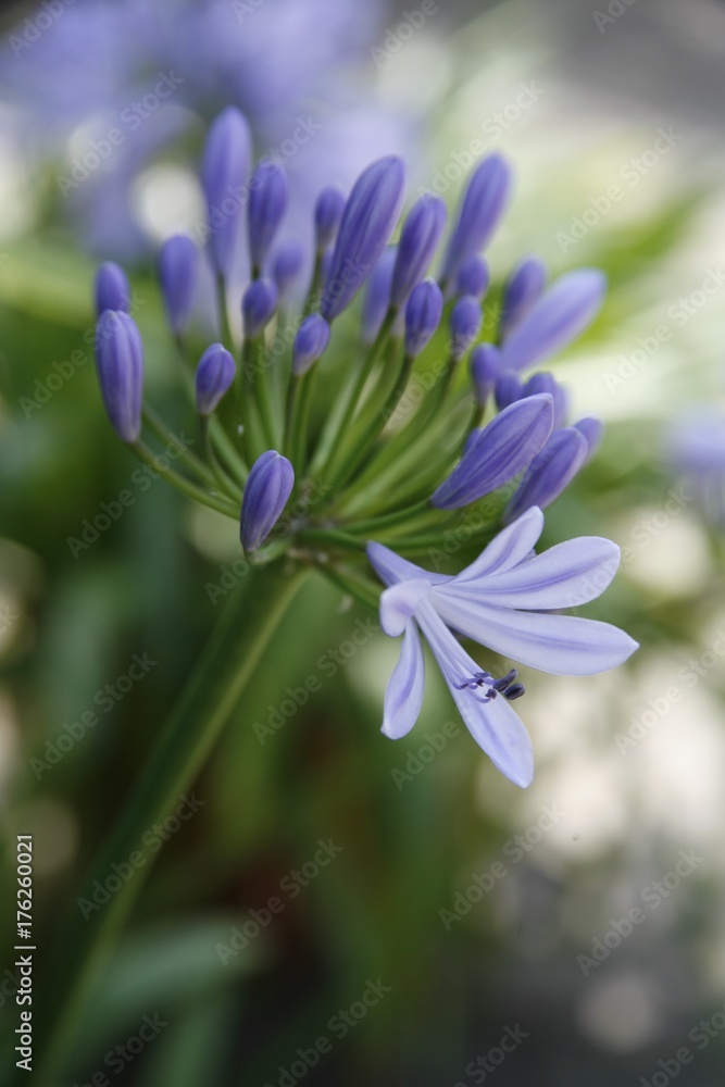 Agapantus Blüte Agapantus Blüte