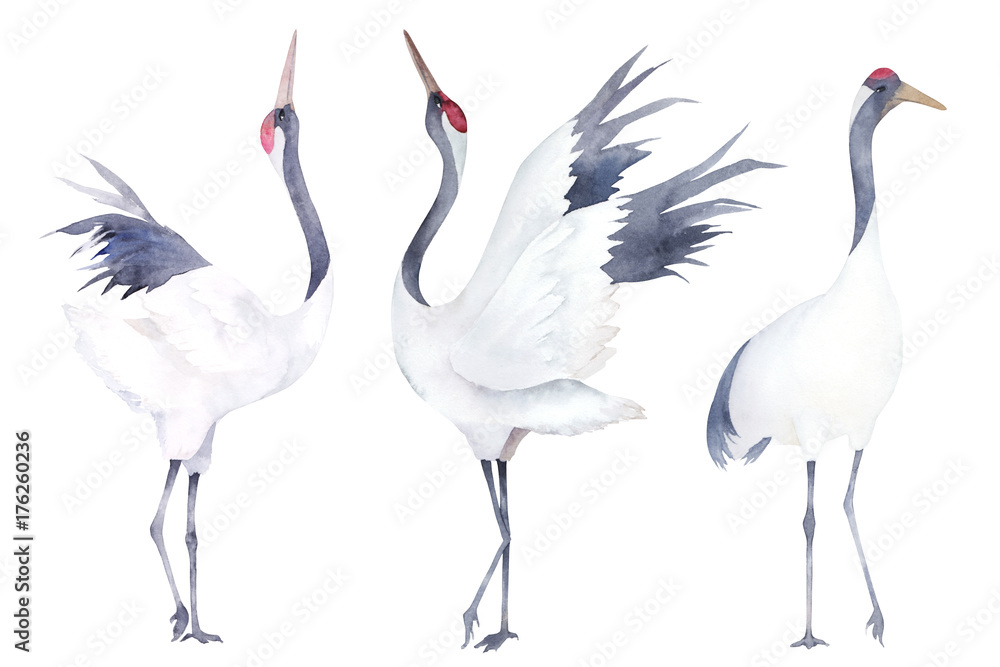 Fototapeta premium Watercolor set of cranes. Hand drawn illustration