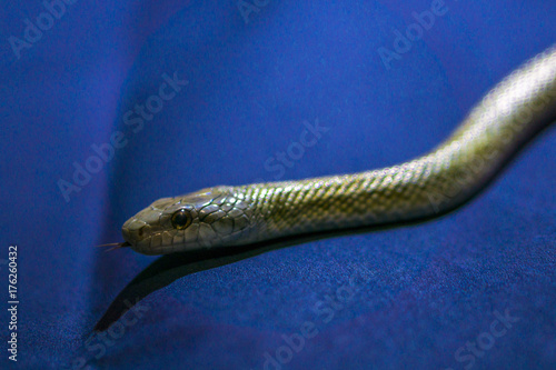 Yellow striped snake on dark-blue background photo