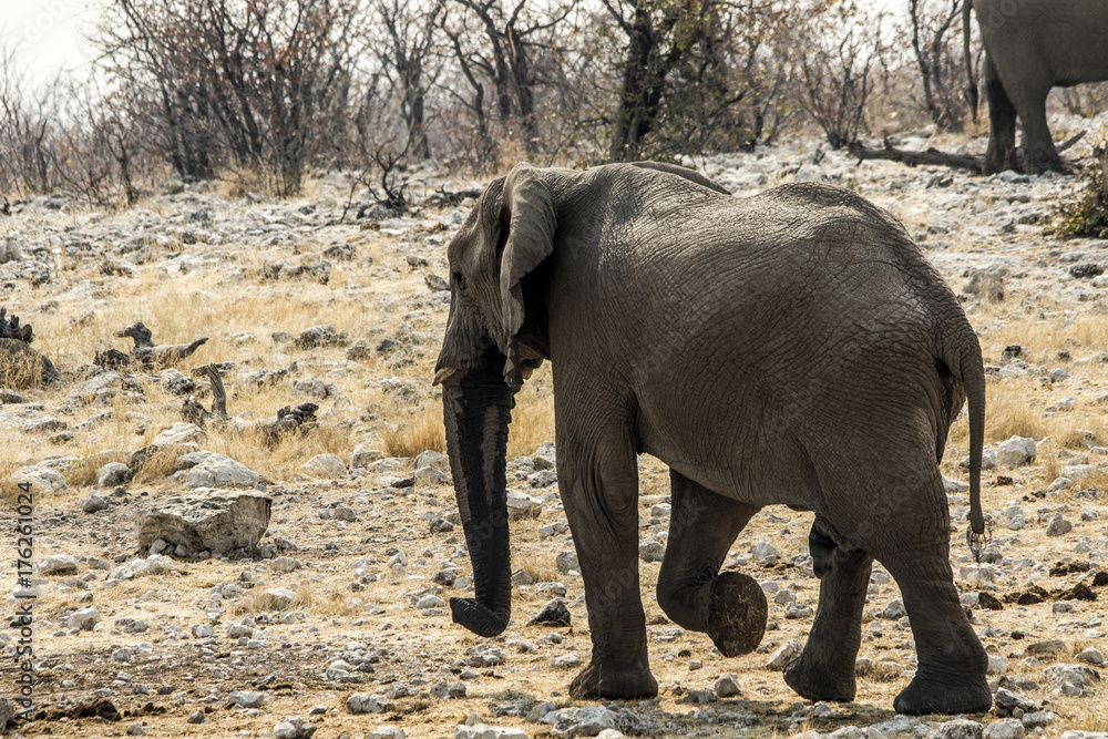 Obraz premium Elefante africano