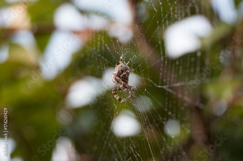 Spider in wet web