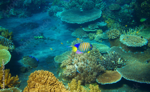 Striped angel fish in coral reef. Tropical seashore inhabitants underwater photo.