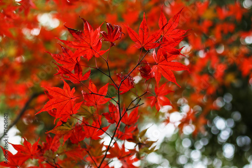 Tree branch with autumn maple leaves.Autumn bokeh background.