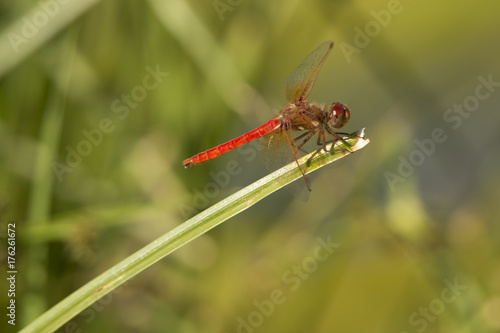 Wallpaper Mural Dragonfly Torontodigital.ca