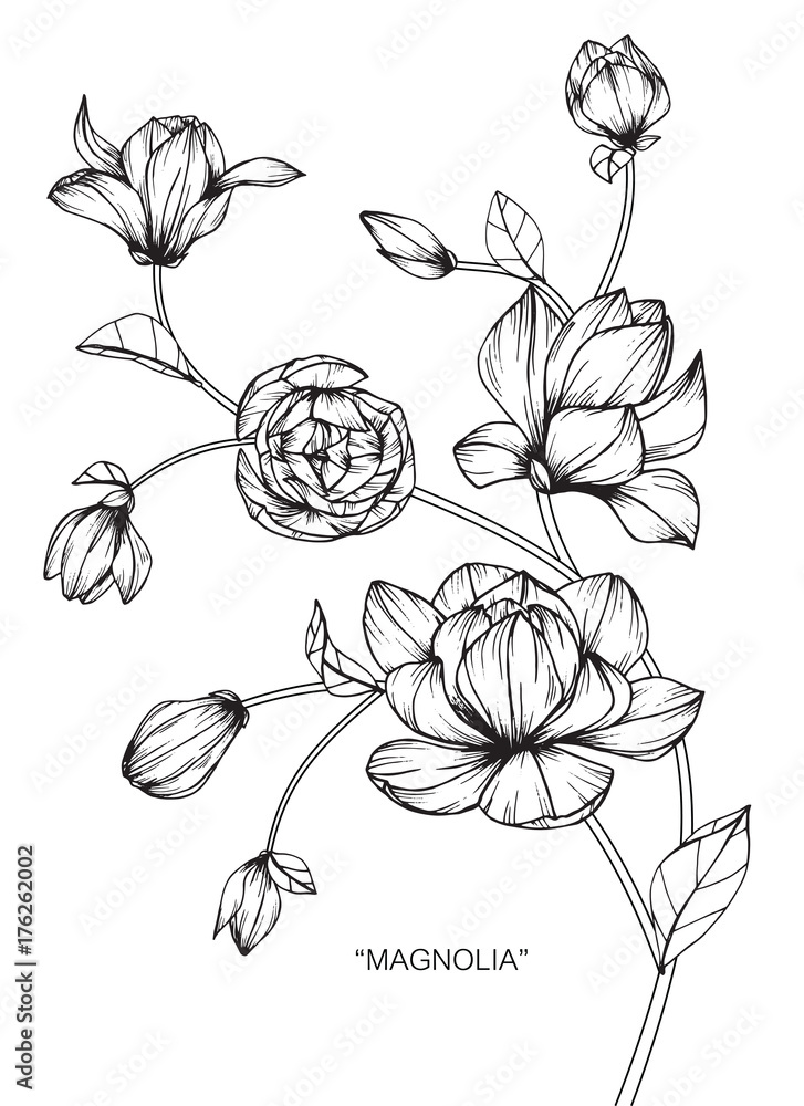 Magnolia flower drawing.