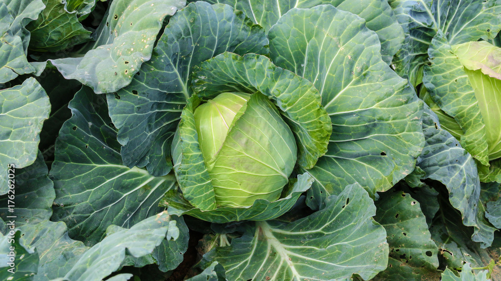 Close up of fresh green cabbage in the vegetable plantation. Close up of fresh green cabbage in the vegetable plantation.