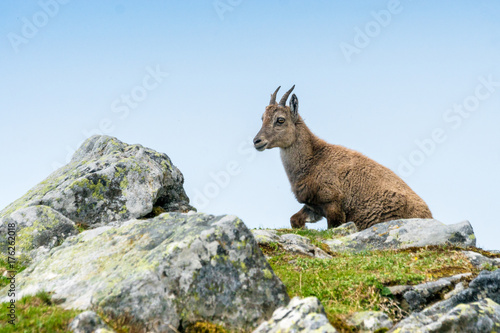 Steinbockkitz