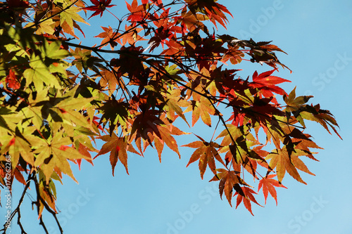 The Colorful of Autumn maple leaves on the branches of tree with blue sky background.Autumn concept.