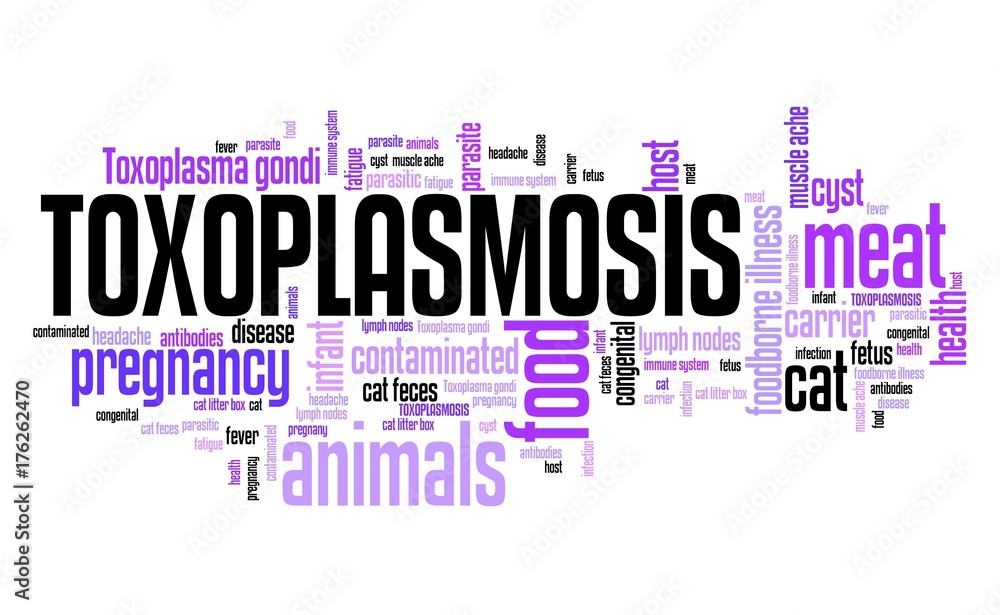 Obraz premium Toxoplasmosis word cloud