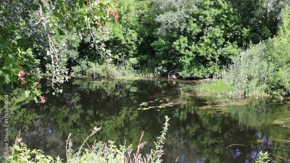 Reflections of trees and foliage on the watery surface of the river Reflections of trees and foliage on the watery surface of the river