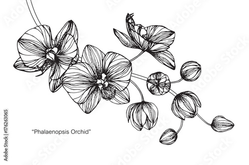 Orchid flower drawing.