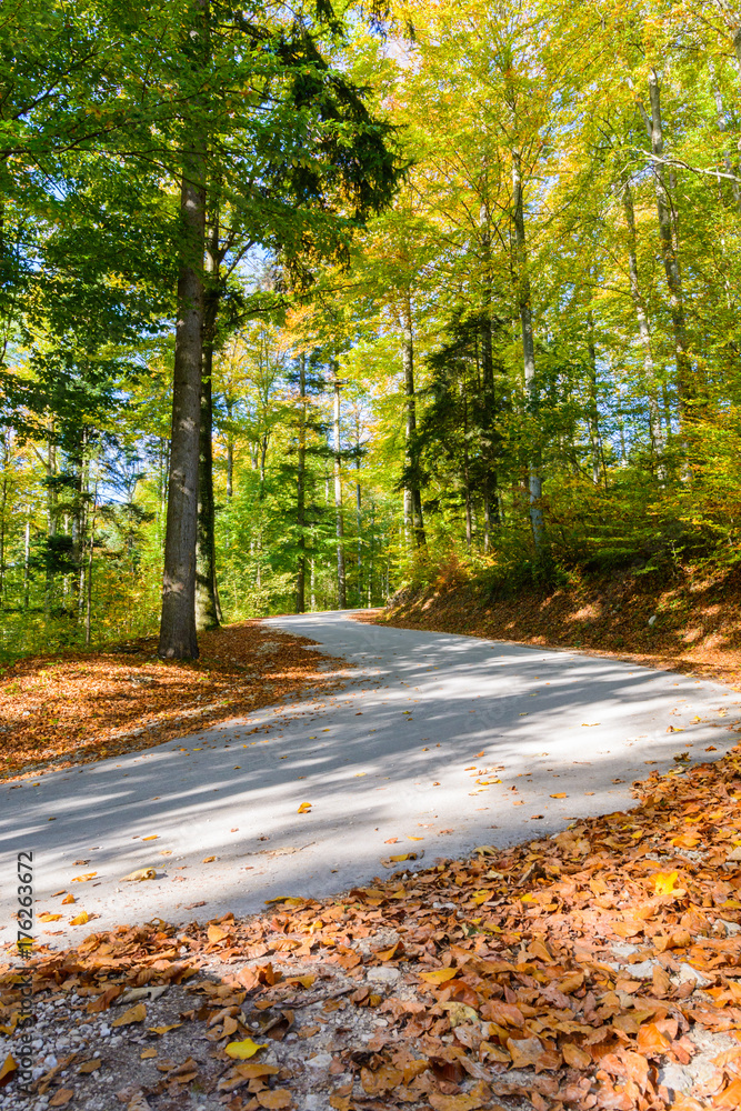 Herbst im Wald mit Strasse und Laub Herbst im Wald mit Strasse und Laub