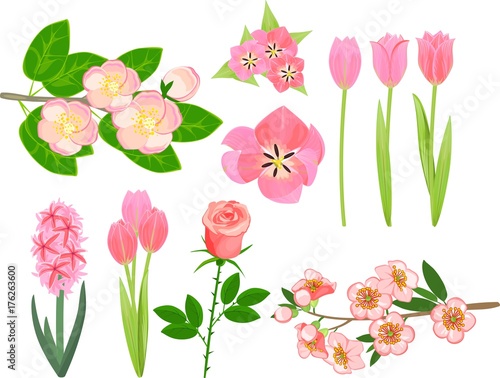 Set of different garden plants with pink flowers on white background
