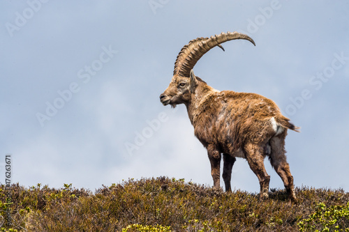 m  nnlicher Steinbock  der K  nig der Alpen