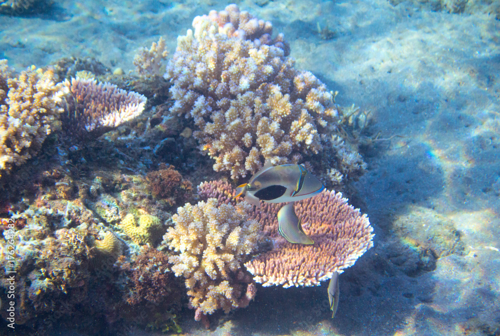 Tropical seashore underwater landscape photo. Sunny coral reef. Coral reef seascape. Snorkeling or diving. Tropical seashore underwater landscape photo. Sunny coral reef. Coral reef seascape. Snorkeling or diving.