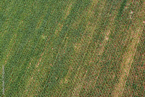 Agricultural field, aerial view