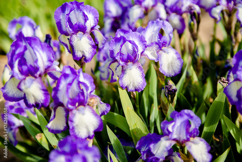 Fototapeta Naklejka Na Ścianę i Meble -  Purple irises bloom in the botanical garden 