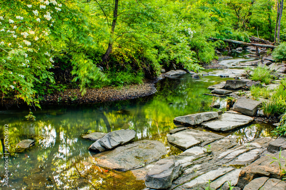 Forest Stream Forest Stream