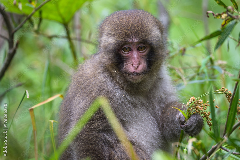 Young Japanese monkey, Macaca fuscata, Kamikochi Young Japanese monkey, Macaca fuscata, Kamikochi