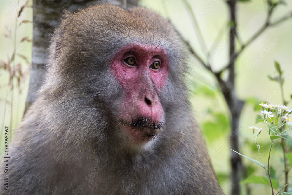 Japanese monkey, Macaca fuscata, Kamikochi Japanese monkey, Macaca fuscata, Kamikochi