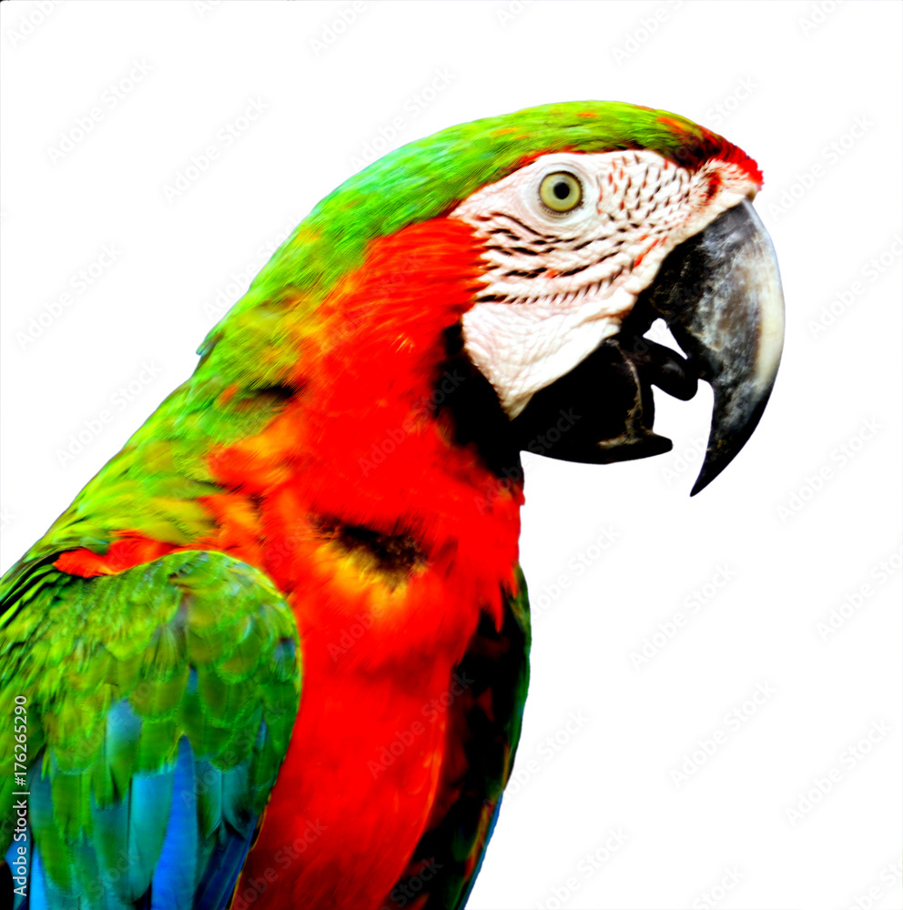  Beautiful parrot