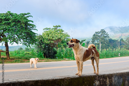 Dog stading on a mountain road.