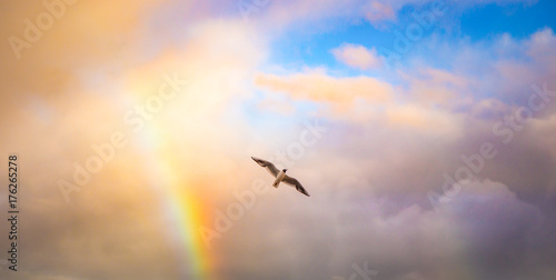 Vogel in den Wolken mit Regenbogen photo