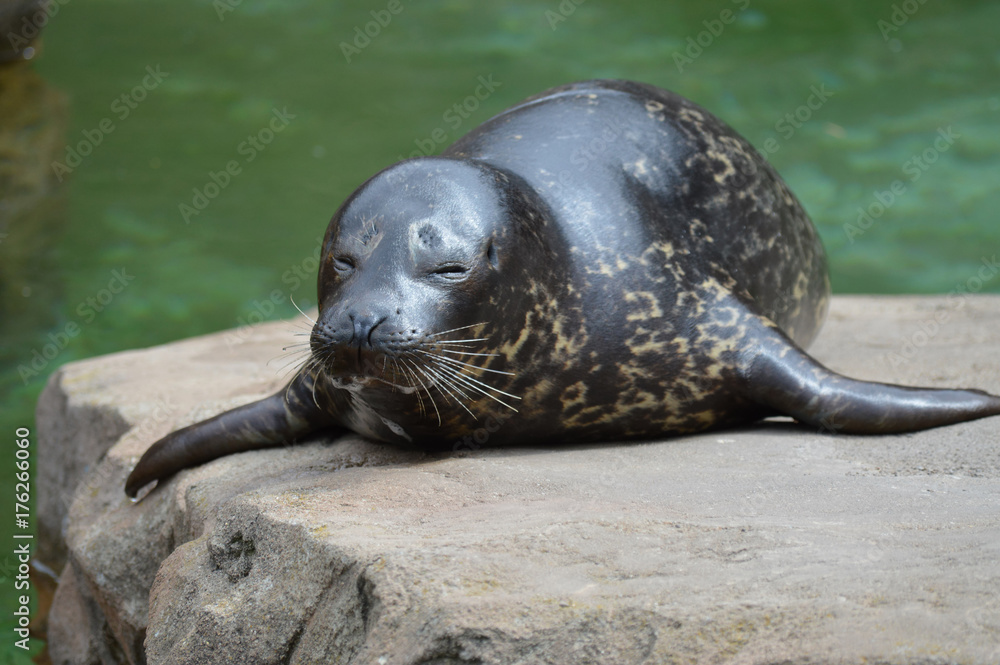 Fototapeta premium Harbor seal on a rock