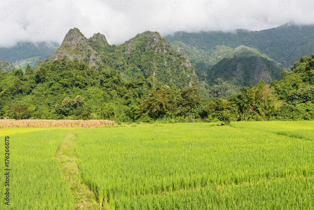 Obraz premium View of green rice paddy mountain background in raining season at Nan Province, Thailand.