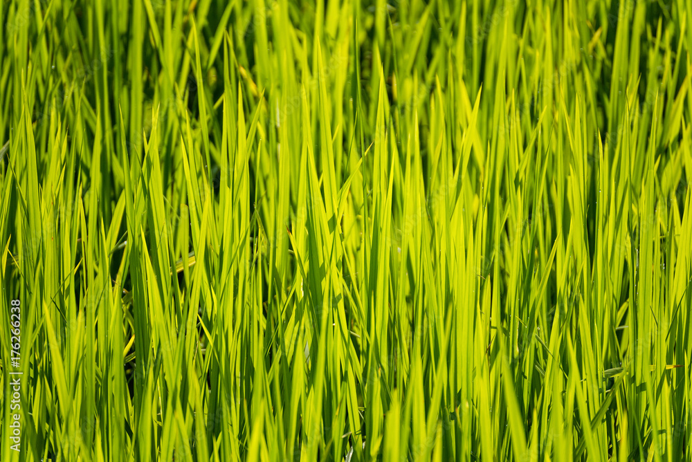 Obraz premium Soft focus of green rice leaf in paddy field.Thailand.