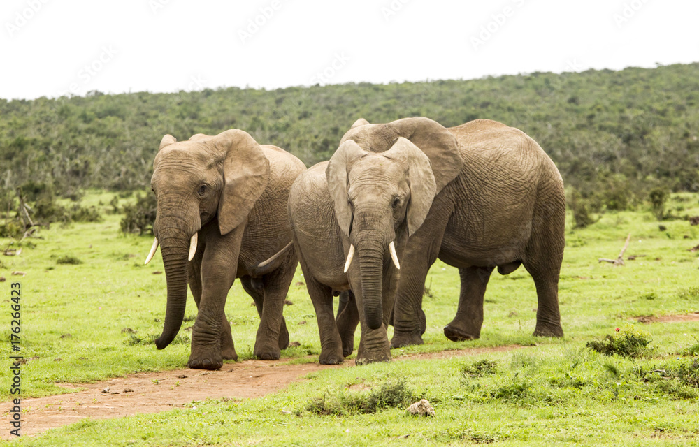 Obraz premium Three elephants walking on a path