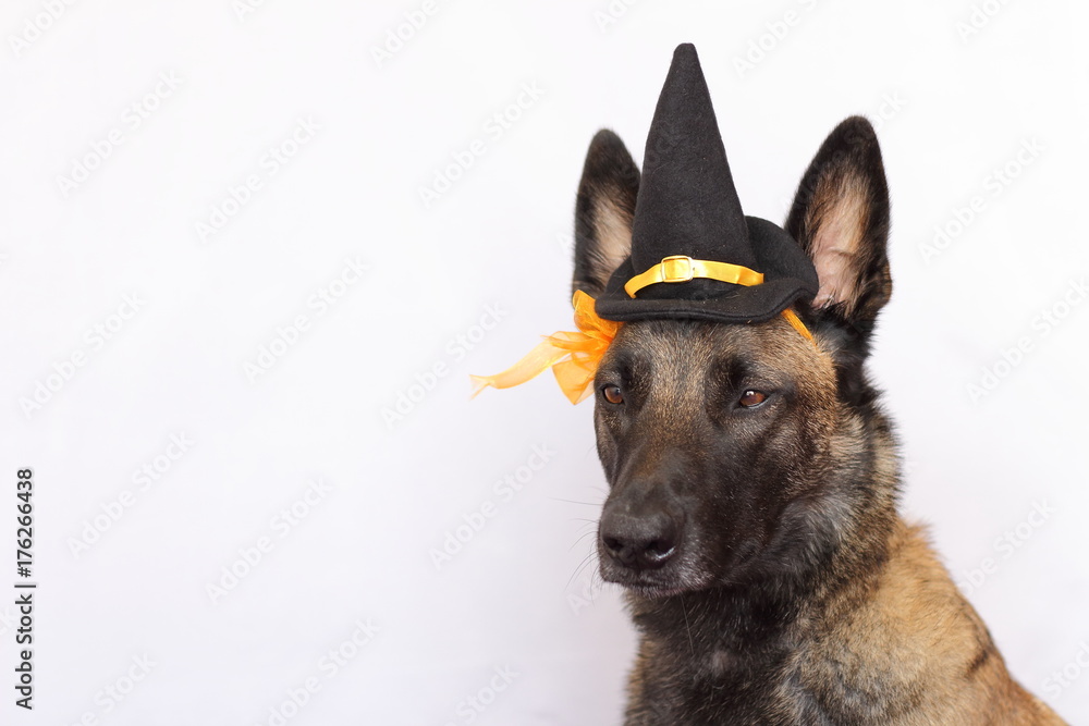 portrait d'un berger belge malinois habillé d'un chapeau pointu et d'une  fleur orange pour la fête d'halloween Stock Photo | Adobe Stock