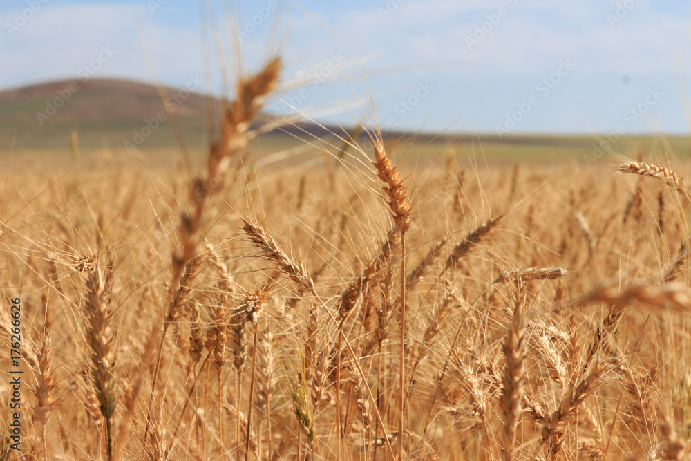 wheat wheat