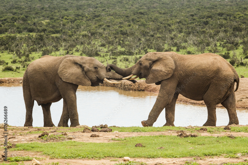 Fototapeta premium Two elephants at a water hole