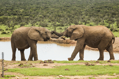 Two elephants at a water hole