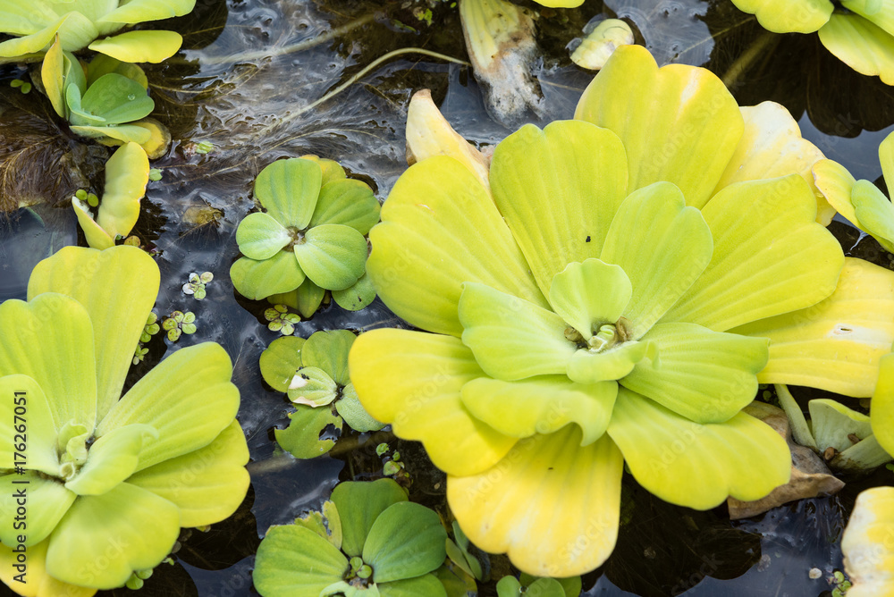 Green duckweeds on water in asia. Natural background Water Lettuce