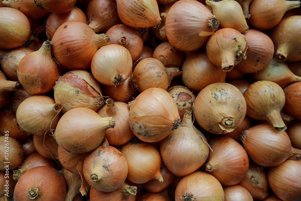 Harvest Onion