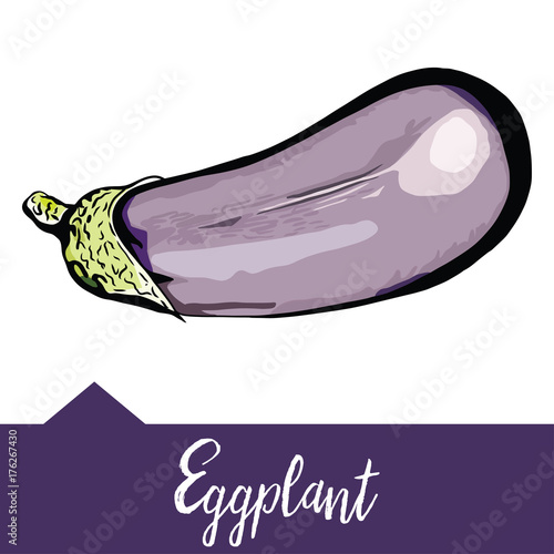 Vector illustration of eggplant depicted in hand-drawn graphics. Vegetables are drawn on a purple background