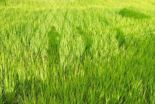 Shadow of man in paddy rice field.Thailand.